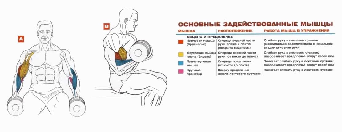 Как накачать бицепс в домашних условиях: упражнения с гантелями, штангой Как в домашних условиях накачать бицепс подробное пошаговое